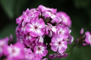 small violet flowers in macro