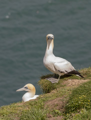 Fototapeta na wymiar Two Gannets at nest site