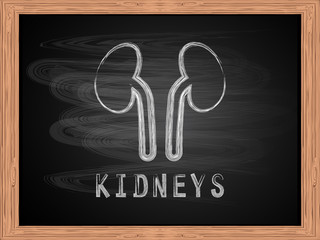 Kidneys icon on blackboard flat design vector Illustration.