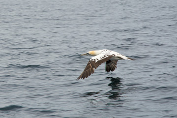 northern gannet (Morus bassanus) flying