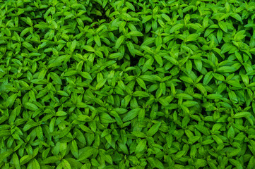 Background or texture full of mint plants. Image full of green and fresh peppermint in a garden, close up.