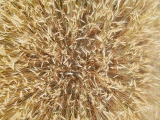 Close up on wheat field, aerial view