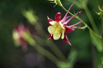 small yellow claret flower in close-up macro