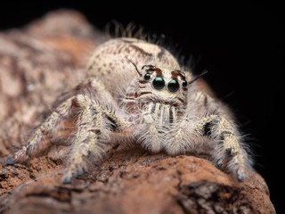 Closed up on a jumping spider on dry  tree in garden. Spider insect in the forest.