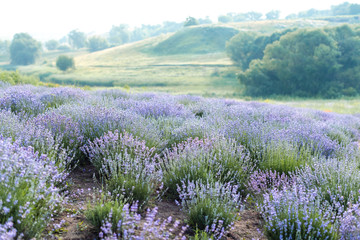 beautiful purple lavender field with hills on background