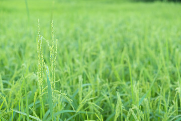 rice plants in paddy field