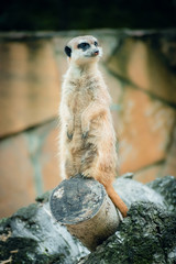 Meerkat stands on a tree