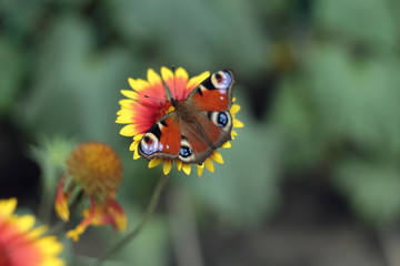 butterfly close-up on bright flower