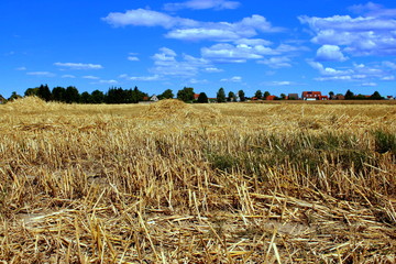 Landschaft Kornfeld 