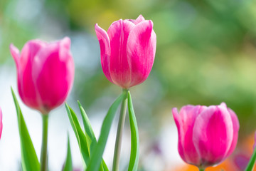 beautiful pink tulip in garden