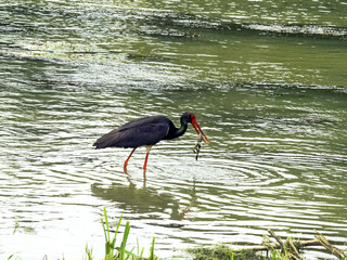 heron frog nature