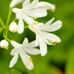 White flower blooming in nature and blur background