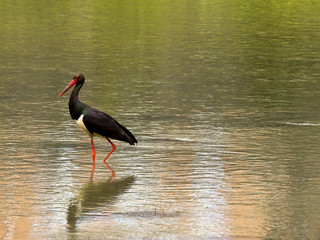 heron frog nature