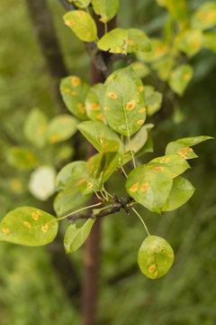 Disease of leaves - rust on the pear.