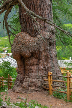 Ultner Url&auml;rchen bei Sankt Gertraud, Ultental, S&uuml;dtirol