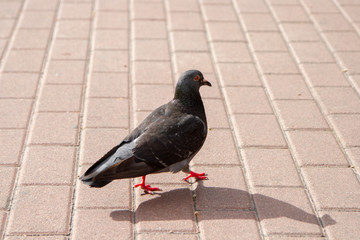 A proud pigeon goes about his business on a brick path