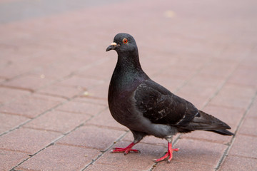 A noble dark dove posing in front of the camera.
