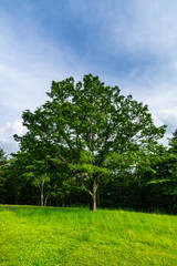 Fototapeta premium 北軽井沢の牧草地