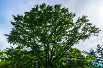 北軽井沢の牧草地