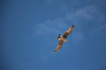 Fliegende Möwe vor blauem Himmel 2