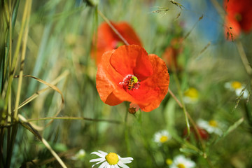 Klatschmohn in Sommerwiese mit Biene, Hintergrund Mohnblume Bokeh