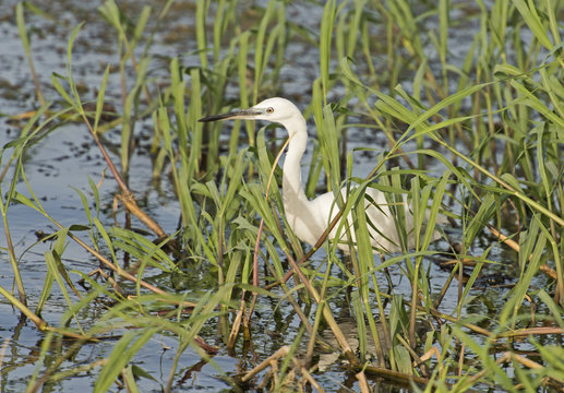 Little egret stood in reeds of river marshland