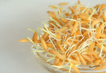 rice seed germinate on white background