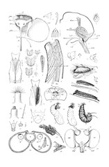 Illustration of insects