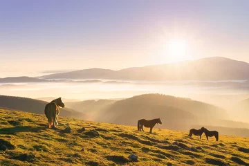 Fototapeten horses in the mountain at sunset © mimadeo