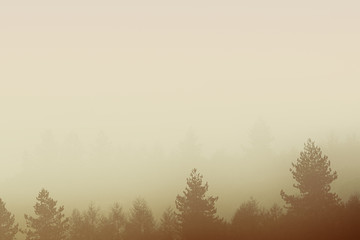 Fototapeta na wymiar background of foggy trees in nature with copyspace