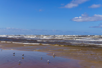 Fototapeta na wymiar a windy day on the shore of the Gulf of Riga .Jurmala, Latvia -august, 2017.