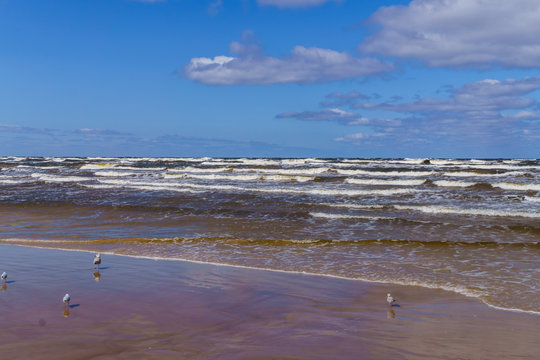 Fototapeta a windy day on the shore of the Gulf of Riga .Jurmala, Latvia -august, 2017.