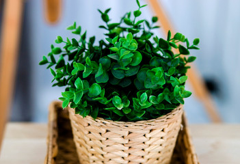 Decorative pot of greenery