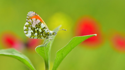 Anthocharis cardamines  277