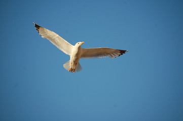 seagull