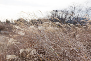 dry plants at a pond in jeju island, south korea 