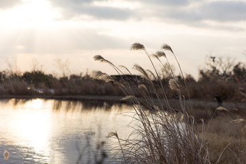 dry plants at a pond in jeju island, south korea 