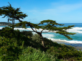 Fototapeta na wymiar Cyprus Trees Monterey