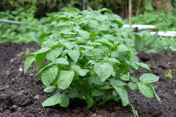 Row of potato plants