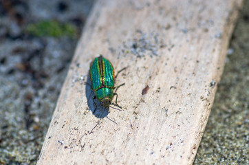 Green Jewel bug on wood