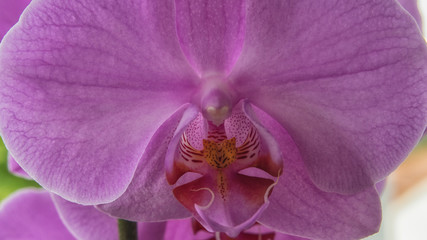 Orchidee Close Up