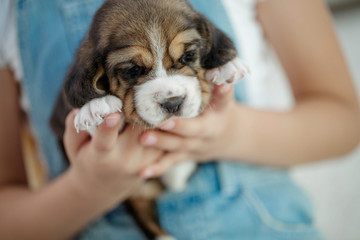 Puppy dog Beagle
