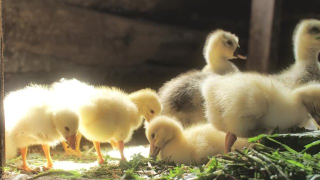 Geese ,young yellow geese eating grass
