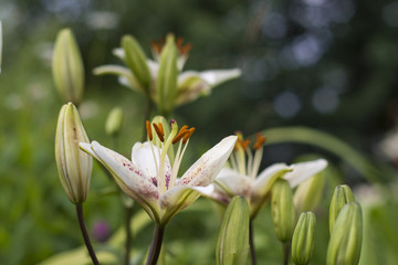 Obraz premium White with burgundy lilies blooming in the garden