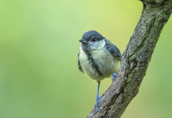 Obraz premium junge Kohlmeise
