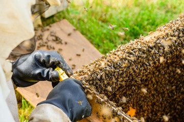 beekeeper's work with a hive