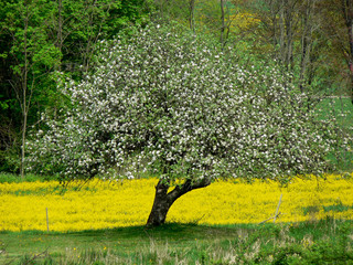 Field of Flowers Napa Hillside