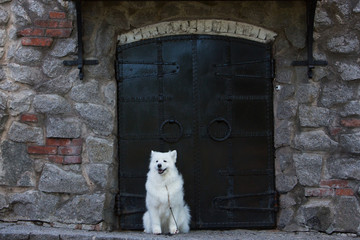 Samoyed dog on the background of the old town