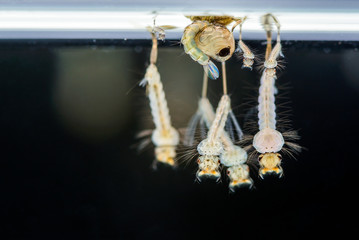 Mosquito larvae, Animals as carriers of diease disease was underwater with black background in...