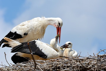 Störche - Fütterung